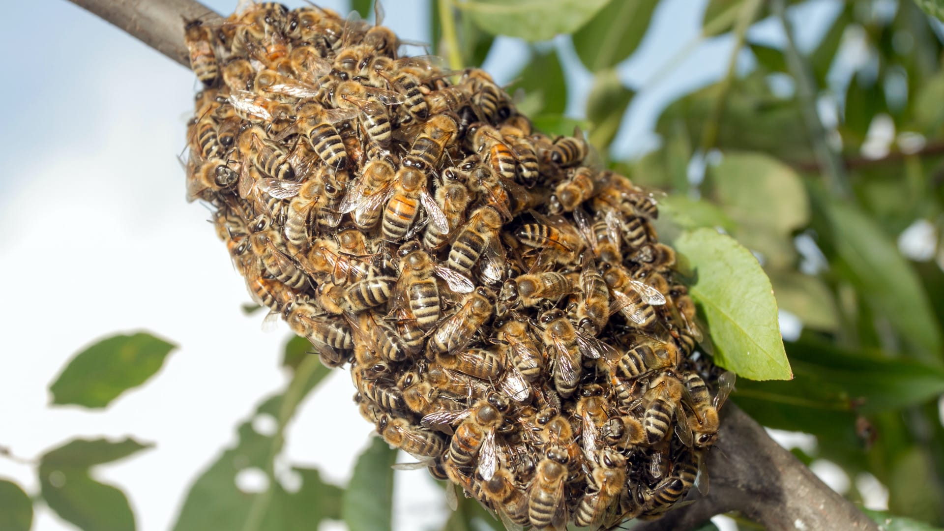 Professionnels qualifiés : la solution pour éradiquer les insectes !